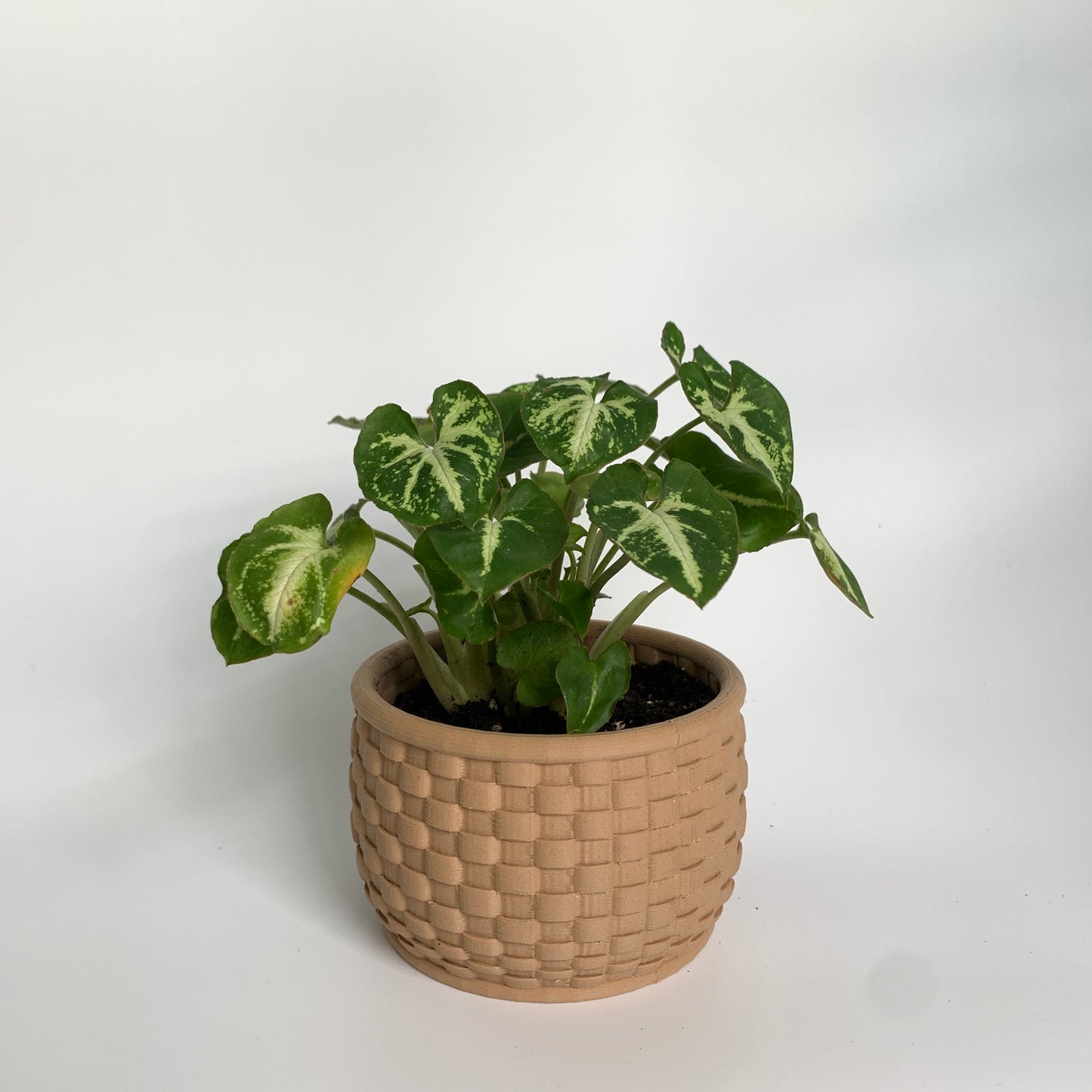 Wicker Plant Pot Planter