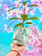 Load image into Gallery viewer, Bulbasaur Pot (with Bulb)
