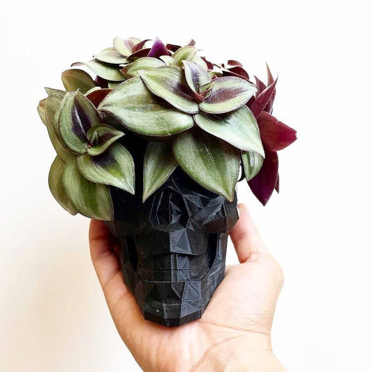 Skull Head Planter